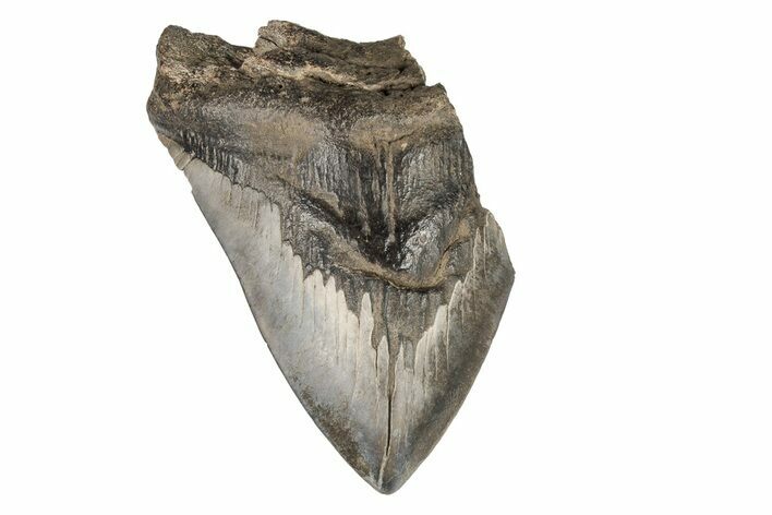 Partial Megalodon Tooth - South Carolina #193964